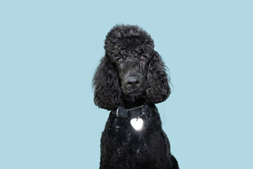 Fluffy poodle puppy dog wearing collat and identification tag. Isolated on blue background