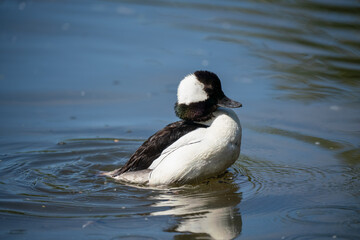 close up of a Bufflehead goldeneyes (Bucephala albeola)