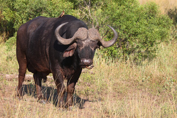 Kaffernbüffel und Rotschnabel-Madenhacker / African buffalo and Red-billed oxpecker / Syncerus caffer et Buphagus erythrorhynchus.