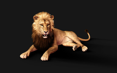 3d Illustration of Dangerous Lion 
Acts and Poses Isolated on Black Background with Clipping Path, Project Big Cat Wildlife .