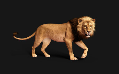 3d Illustration of Dangerous Lion 
Acts and Poses Isolated on Black Background with Clipping Path, Project Big Cat Wildlife .