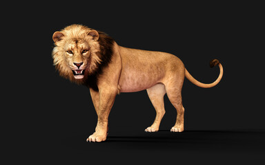 Obraz premium 3d Illustration of Dangerous Lion Acts and Poses Isolated on Black Background with Clipping Path, Project Big Cat Wildlife .