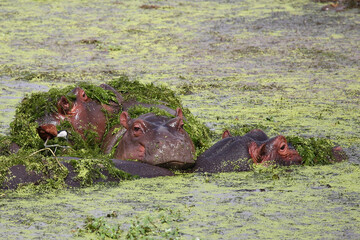 Flußpferd und Blaustirn-Blatthühnchen / Hippopotamus and African jacana/ Hippopotamus amphibius...