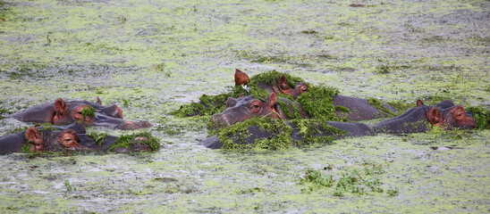Flußpferd und Blaustirn-Blatthühnchen / Hippopotamus and African jacana/ Hippopotamus amphibius...