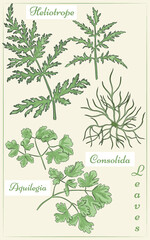 A set of Columbine, Phacelia and Larkspur leaves