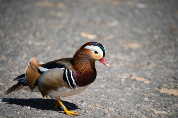 close up of a Mandarin duck (Aix galericulata) 