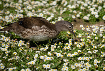 close up of a Mandarin duck (Aix galericulata) 