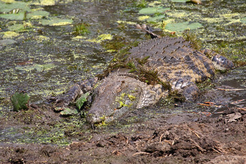 Nilkrokodil / Nile crocodile / Crocodylus niloticus