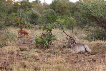 Schwarzfersenantilope und Wasserbock / Impala and Waterbuck / Aepyceros melampus et Kobus...