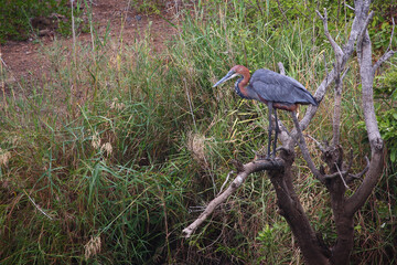 Goliathreiher / Goliath heron / Ardea goliath.
