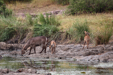 Wasserbock am Gudzani River / Waterbuck at Gudzani River / Kobus ellipsiprymnus.