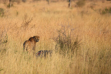 Gepard / Cheetah / Acinonyx jubatus........Gepard / Cheetah / Acinonyx jubatus
