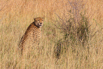 Gepard / Cheetah / Acinonyx jubatus © Ludwig
