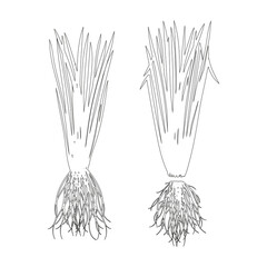 Vetiver. Leaves, root. Sketch. Vector set
