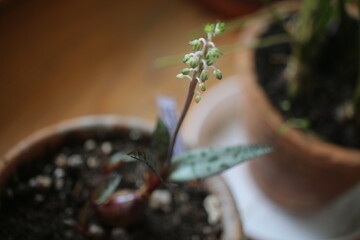 Scilla ledebouria socialis Violacea © Perovskia