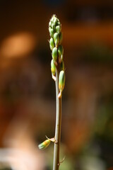 Scilla ledebouria socialis Violacea