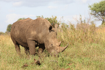 Obraz premium Breitmaulnashorn / Square-lipped rhinoceros / Ceratotherium simum