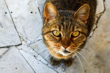 High-angle portrait of a tabby cat looking at camera and standing on a marble pavement, Italy