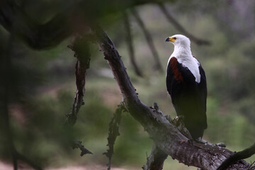Afrikanischer Schreiseeadler / African fish-eagle / Haliaeetus vocifer.