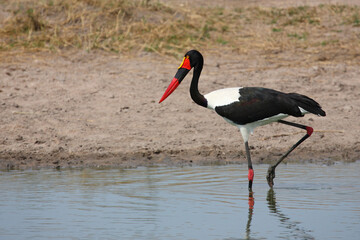 Sattelstorch / Saddle-billed stork / Ephippiorhynchus senegalensis