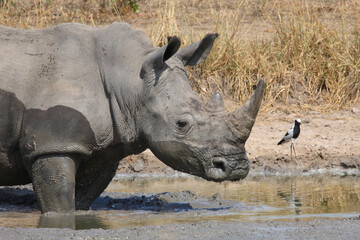 Breitmaulnashorn und Waffenkiebitz / Square-lipped rhinoceros and Blacksmith lapwing or Blacksmith plover / Ceratotherium simum et Vanellus armatus