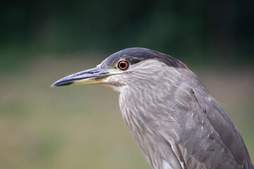 Black-crowned Night-Heron