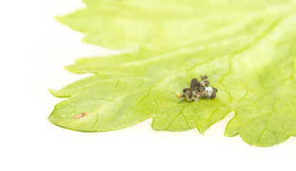 Ladybugs hatching from a cluster of eggs on celery leaf. Group tiny black larvae emerging. Known as...