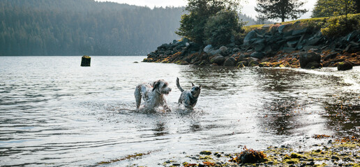 Two dogs running in the water, early mornings. Happy dogs in motion with water spraying all around. Active dogs playing during the walk in water. Vancouver beach in an idyllic inlet. Selective focus.