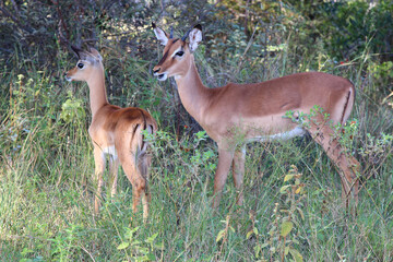 Schwarzfersenantilope / Impala / Aepyceros melampus.