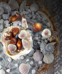 shell-shaped chocolates lying on the sand, on white pebbles and surrounded by real shells
