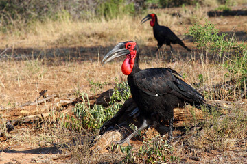 Kaffernhornrabe / Southern ground hornbill / Bucorvus leadbeateri