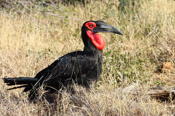 Kaffernhornrabe / Southern ground hornbill / Bucorvus leadbeateri