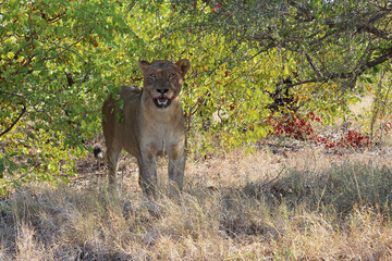 Afrikanischer Löwe / African lion / Panthera leo.