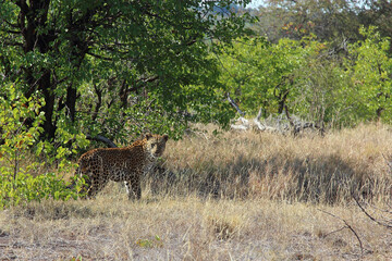 Leopard / Leopard / Panthera pardus.