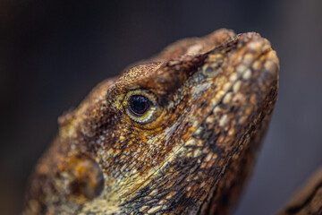 Macro portrait of an iguana. Natural close-up view yellow Iguana lizard. Iguana in nature. Iguana isolated portrait, details of skin and eyes on dark blurred background