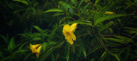 yellow flower in the rain