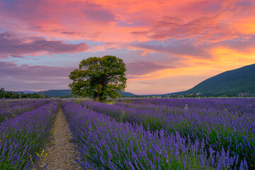 Tree in lavender field at sunset in Provence. Dream nature landscape, fantastic colors over lonely tree with amazing sunset sky, colorful clouds. Tranquil nature scene, beautiful seasonal landscape