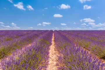 Fototapeta na wymiar Blooming lavender field under the bright summer sky. Stunning landscape with lavender field at sunny day. Beautiful violet fragrant lavender flowers. Amazing nature landscape, picturesque scenic
