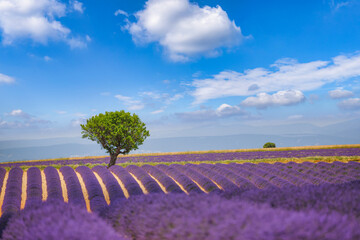 Blooming lavender field under the bright summer sky. Stunning landscape with lavender field at...