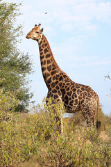 Giraffe / Giraffe / Giraffa camelopardalis