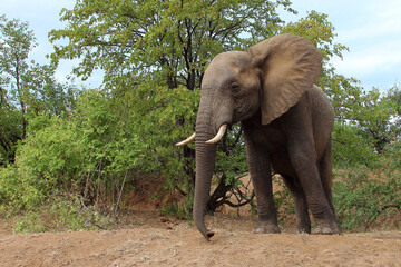 Obraz premium Afrikanischer Elefant / African elephant / Loxodonta africana