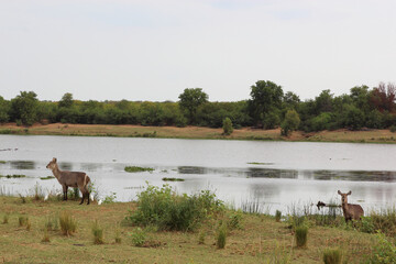 Wasserbock am Letaba River / Waterbuck at Letaba River / Kobus ellipsiprymnus