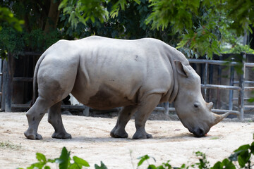 Naklejka premium Close up Rhinoceros on the yard