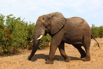 Afrikanischer Elefant / African elephant / Loxodonta africana