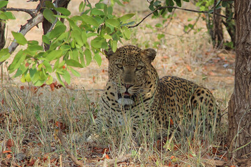 Leopard / Leopard / Panthera pardus.