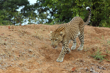 Leopard / Leopard / Panthera pardus.