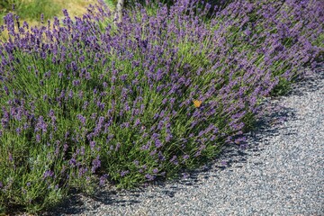 Fototapeta premium Blooming lavender plantations with butterflies and bees