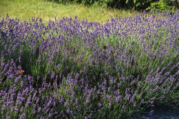 Blooming lavender plantations with butterflies and bees