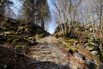 stone path in the forest