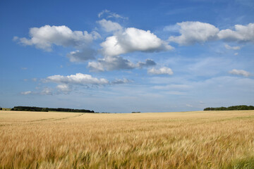 Golden wheat field and blue sky. Agricultural landscape